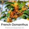 imageAir Jungles Serene Summer Scent Car Air Freshener Clip 6 Vent Clips 4ml Each Long Lasting Air Freshener Up to 180 Days Car Refresher Odor EliminatorFrench Osmanthus